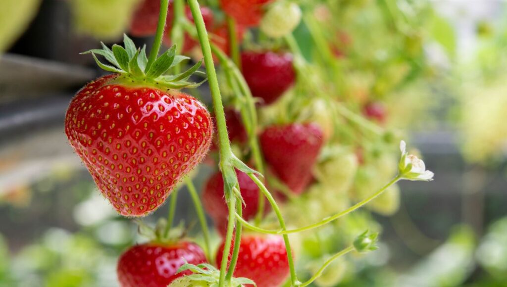Beginner Low-Maintenance Fruit and Vegetable Plants