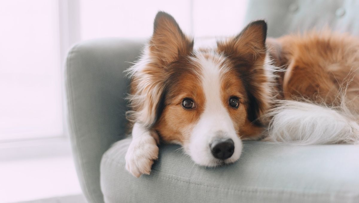 Steps for Reducing Separation Anxiety in Dogs