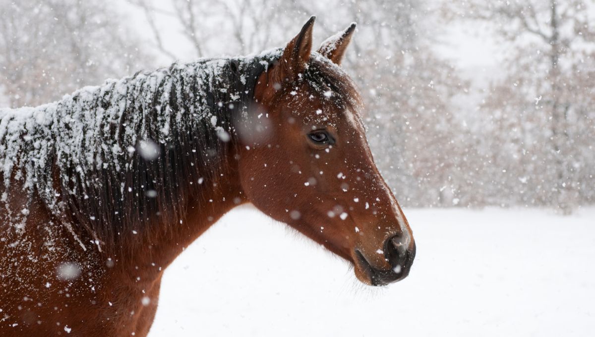 How To Get Through Your First Winter as a Horse Farmer