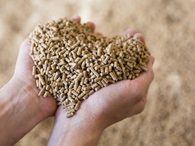Can Livestock Farmers Grow Their Own Animal Feed?