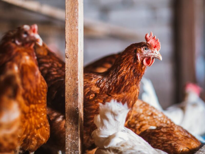 Tips for Keeping Your Chicken Coop Well-Ventilated