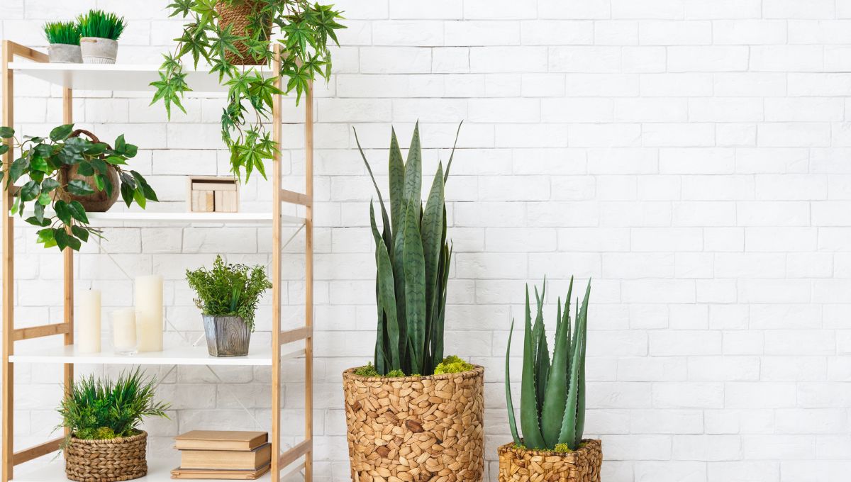 Things To Consider When Decorating With Indoor Plants